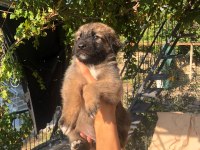 Kafkas çoban köpeği 50 günlük