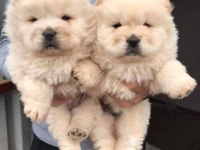 CHOW CHOW DÜNYASINDAN IRK GARANTİLİ YAVRULAR