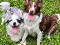 Son iki dişi şecereli Border Collie yavrular hızlı olana