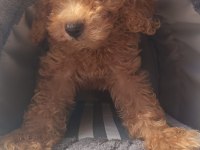 IRK VE SAĞLIK GARANTİ ORJİNAL MALTİPOO BEBEĞİMİZ