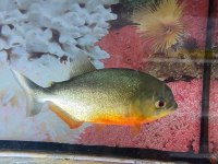 ERKUT PET'DEN NATTERİ PİRANA