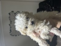 A kalite maltipoo yavrular