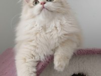 BLH CY 12 GOLDEN DİŞİ 4 AYLIK KEDİMİZ