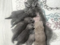 50 günlük scottish fold kediler