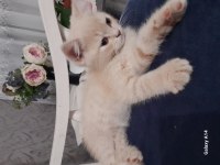Kedilerimi sahiplendirmek istiyorum