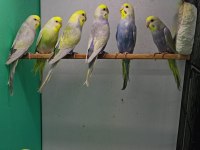 Rainbow muhabbet kuşları
