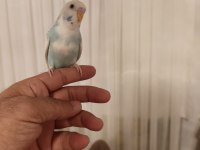 Ele Alışkın Bebek Muhabbet Kuşu Evinize Maskot