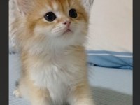 British Longhair 35 Günlük