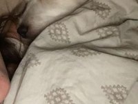 Kızımıza yeni yuva arıyoruz maltese terrier
