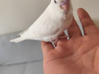 Yeni yeme düşen bebek muhabbet kuşu yavrular