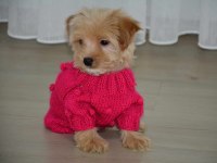Ultra minik maltipoo yavrumuz
