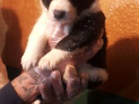 Siyah Beyaz Ve Black And Tan Border Collie Yavrular