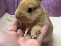 CÜCE TAVŞAN NETHERLAND DWARF YAVRULARIMIZ