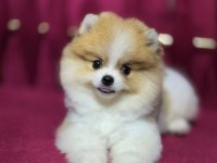 Mini boy pomeranian