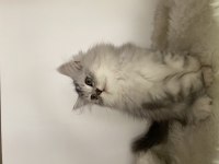 Özel ayı surat british longhair yavrularım safkan orjinal