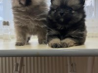 Pomeranian boo 3,5 aylık