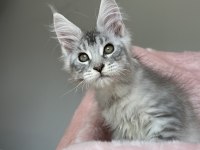 Maine Coon Erkek Pet Şecereli
