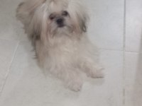 Ücretsiz şitsu köpeğimiz