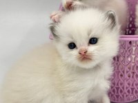 Şampiyon Kan Hatlarından Safkan Ragdoll Bebekleri!