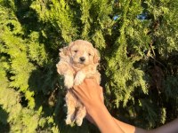 Oyuncu ve sevimli maltipoo