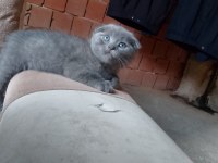 Scottish Fold Kedisi