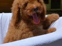 DEV LABRADOODLE BEBEKLER