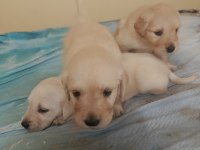 Safkan English Creamy Golden Retriever