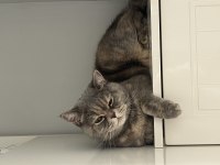 British shorthair 2,5 yaşında