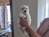 0 numara maltipoo bebeklerimiz