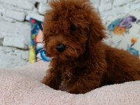 Toy poodle erkek yavrumuz