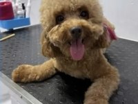 1 Yaşında toy poodle