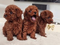 EFSANE GÜZELLİK TOY POODLE YAVRULARI 