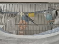Herşeyiyle Birlikte Muhabbet Kuşu