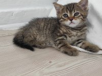 Tontiğe ve yavrularına yuva arıyorum tekir