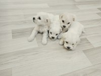 Minyatür maltese köpekler