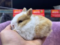 Cüce Netherland Dwarf Tavşan Yavrularımız