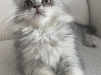 YUVA ARAYAN MİNİK PRENS KEDİMİZ