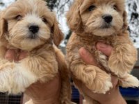 Elit Patiler Farkıyla Maltipoo Yavrular