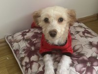 MALTİPOO YAVRUMUZ LATTEYE YUVA ARIYORUZ