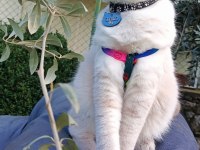 13/05 Doğumlu Top Kafa Scottish Fold Bebişler