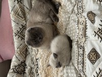 Scottish Fold Blue Point Erkek