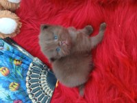 Cinnemon bicolor çikolata ve fawn kardeş kediler