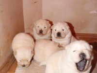 Chow chow çin aslanı yavrular