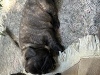 French bulldog yavrular