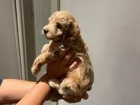 Maltipoo dişi yavrular