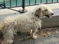 Sahiplendirilecek maltese terrier