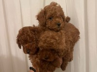 Efsane poodle yavrularım ev ortamında