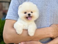 Üst kalite Pomeranian Boo