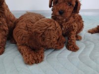 Show kalite kore toy poodle ziyarete açık