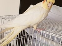 8 aylık evcil lutino sultan papağanı